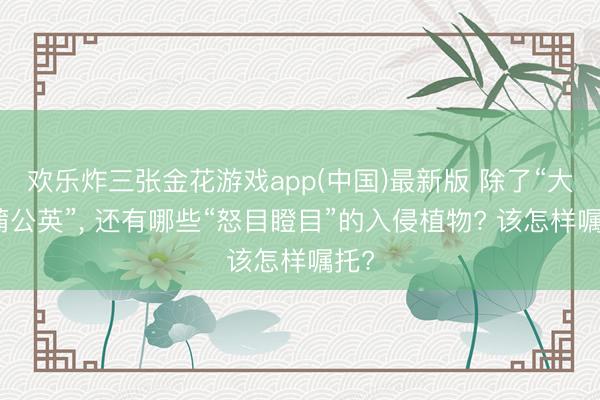 欢乐炸三张金花游戏app(中国)最新版 除了“大号蒲公英”, 还有哪些“怒目瞪目”的入侵植物? 该怎样嘱托?